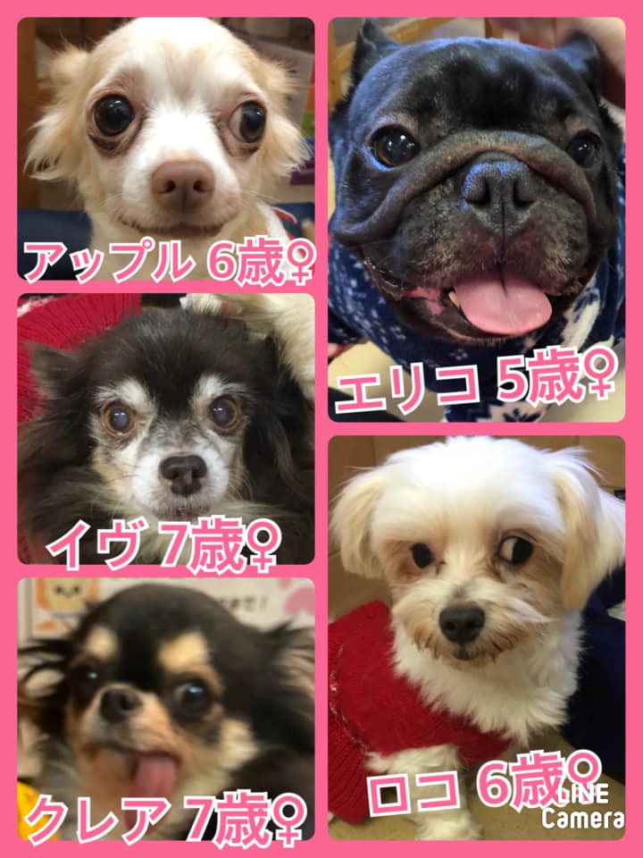 🐾今日の里親様募集中ワンコ🐶メンバーです🐾2020,12,24